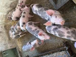 Vand purcei petrean 9 bucati - imagine 4