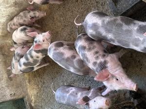 Vand purcei petrean 9 bucati - imagine 5