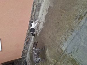 Brac german cățeluși  - imagine 4