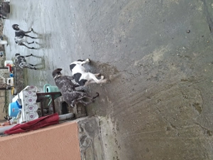 Brac german cățeluși  - imagine 3