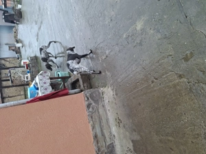 Brac german cățeluși  - imagine 2