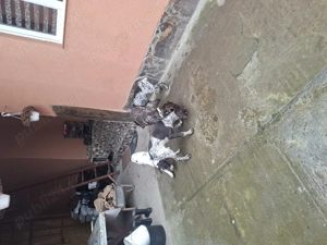 Brac german cățeluși  - imagine 5