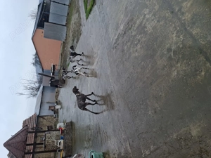 Brac german cățeluși 