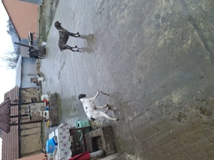 Brac german foarte jucăuși 