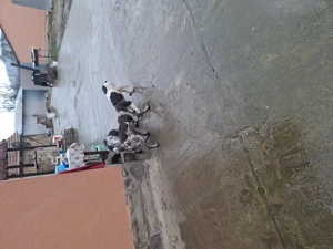 Brac german foarte jucăuși  - imagine 5