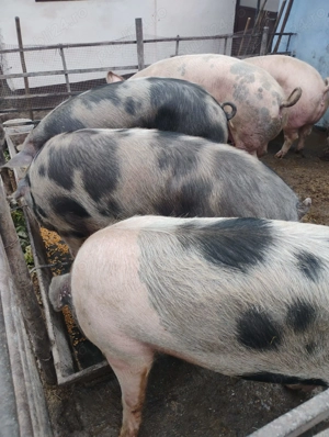 Vând porcii marele alb cu petrean 