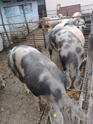 Vând porcii marele alb cu petrean  - imagine 3