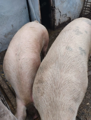 Vând porcii marele alb cu petrean  - imagine 2
