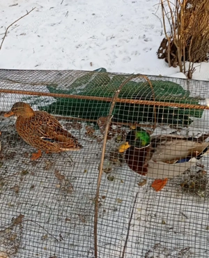 papagali, porumbei, rațe  - imagine 2