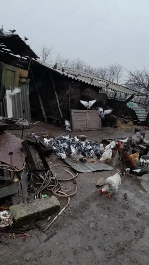 gaini si cocosi si porumbei - imagine 3