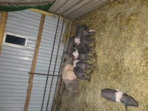 Purcei de vînzare. - imagine 4