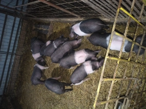 Purcei de vînzare. - imagine 3