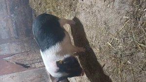 Vand purcea gestanta vietnamez - imagine 4