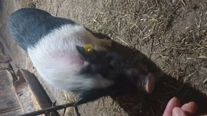 Vand purcea gestanta vietnamez