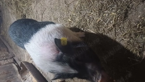 Vand purcea gestanta vietnamez - imagine 5