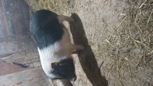 Vand purcea gestanta vietnamez - imagine 3