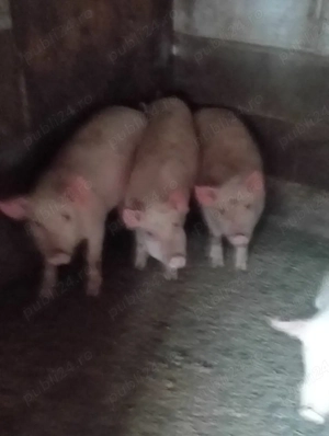 Vand purcei - imagine 2