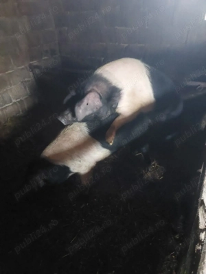 Vier bazna pt montă  - imagine 2