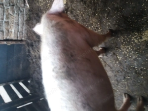 Porci 80 90 kg...