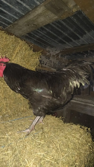 cocosi australorp de prăsilă 