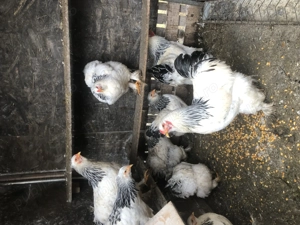 Oua pentru incubat rase mari - imagine 4