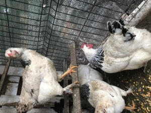 Oua pentru incubat rase mari