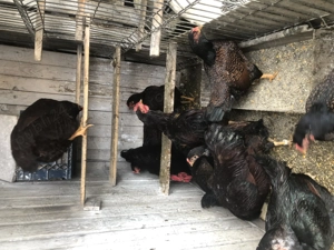 Oua pentru incubat rase mari - imagine 5