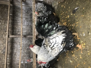 Gaini 2+1 familii brahma HD și Wiandotte  - imagine 4