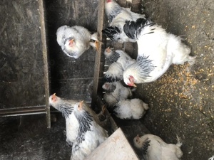 Gaini 2+1 familii brahma HD și Wiandotte  - imagine 3