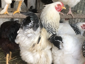 Gaini 2+1 familii brahma HD și Wiandotte  - imagine 2