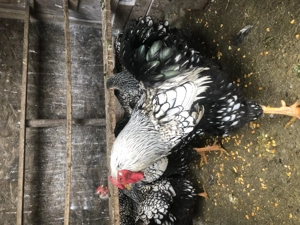 Gaini 2+1 familii brahma HD și Wiandotte  - imagine 5