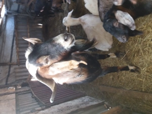 Tap anglonubian - imagine 2