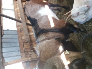 Tap anglonubian - imagine 3