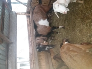 Tap anglonubian - imagine 5