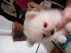 Pomeranian de vanzare 