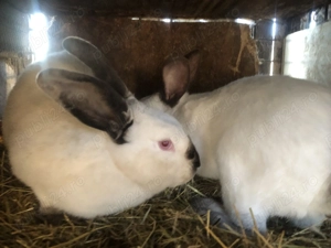 Iepuri californieni rasa curată   - imagine 4