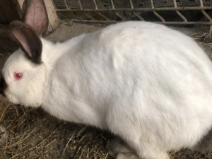 Iepuri californieni rasa curată   - imagine 2