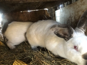 Iepuri californieni rasa curată   - imagine 3