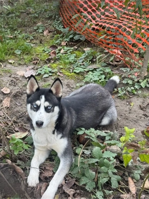 Vand Husky Siberian  - imagine 4