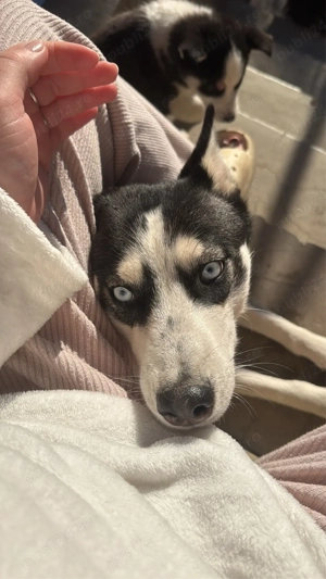 Vand Husky Siberian  - imagine 5