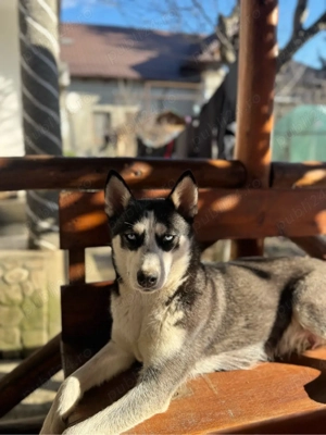 Vand Husky Siberian  - imagine 2
