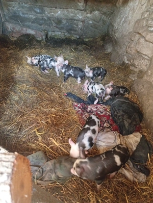 Vând o scroafa de rasa cu 8 purcei