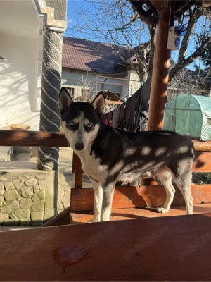 Vand Husky Siberian  - imagine 3