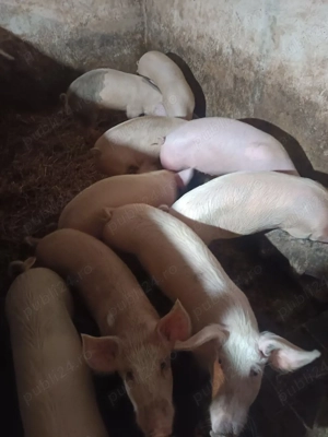 vând porcii de casă  - imagine 2