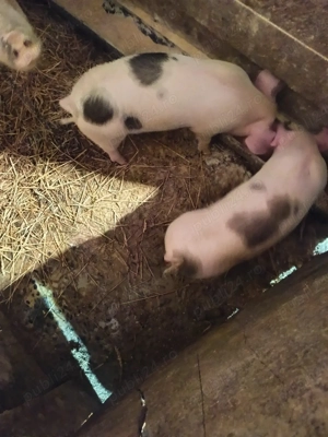 vând porcii de casă  - imagine 3