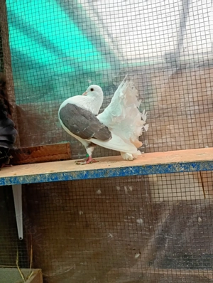 papagali, porumbei, rațe  - imagine 4