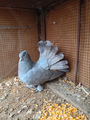 papagali, porumbei, rațe  - imagine 5