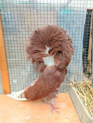 papagali, porumbei, rațe  - imagine 3