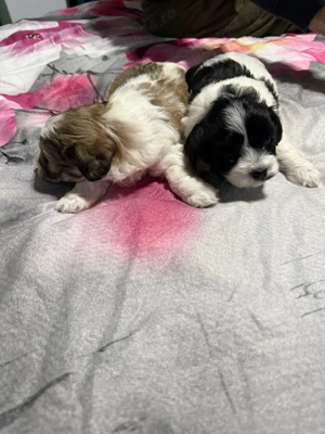 De vânzare bisoni 2fetite mai multe detalii la telefon 