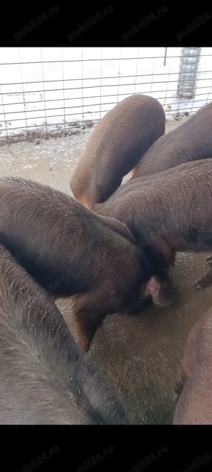 Purcei rasa duroc - imagine 3